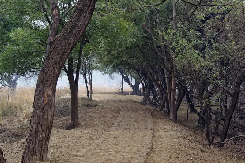 A pathway under the trees at Sultanpur National Park